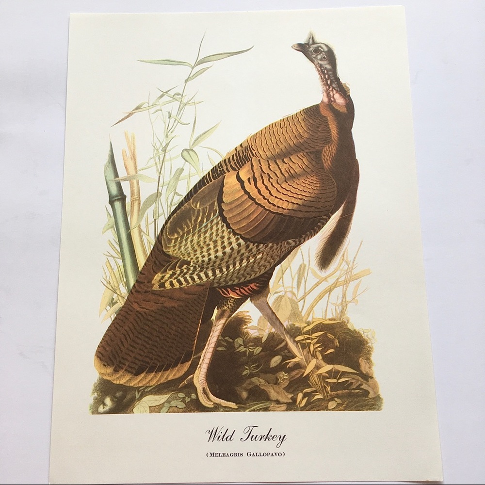 Vintage Art Wild Turkey Print Natural History Bird Illustration Fine Artwork